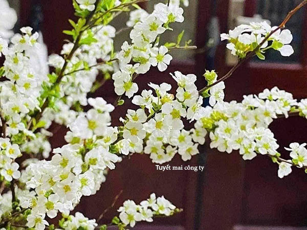 Tuyết mai công ty
