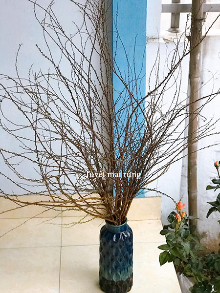 Tuyết mai rừng