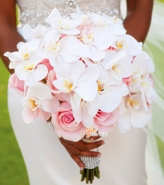 hoa c&ocirc; d&acirc;u