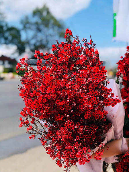 Hoa thanh liễu đỏ