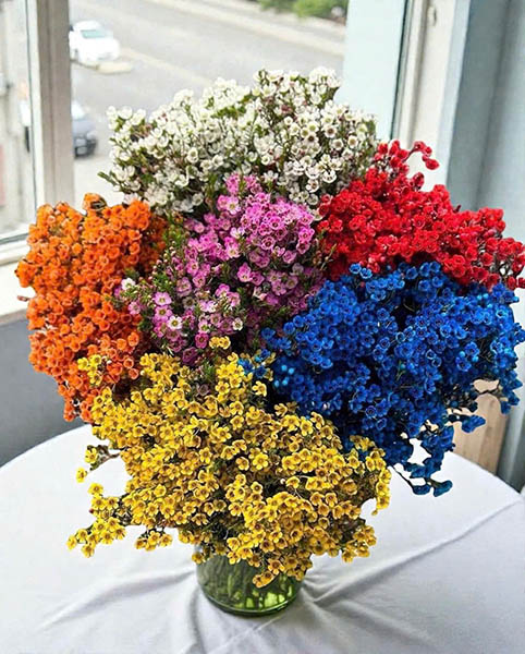 Hoa thanh liễu giá rẻ