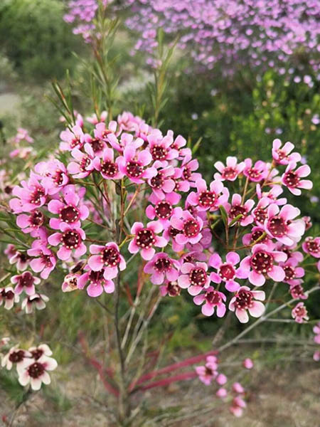 Hoa thanh liễu hồng