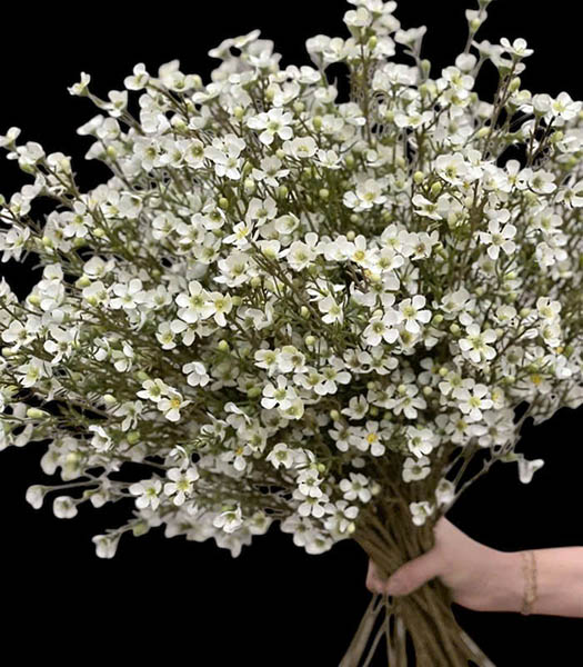 Hoa thanh liễu trắng