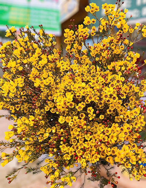 Hoa thanh liễu vàng