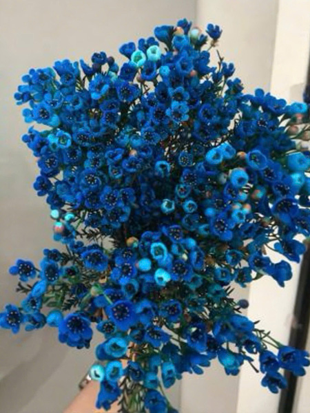 Hoa thanh liễu xanh