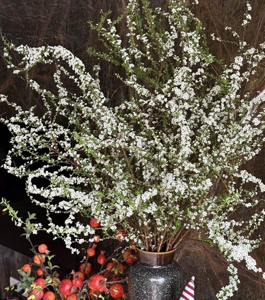 Hoa tuyết mai công ty