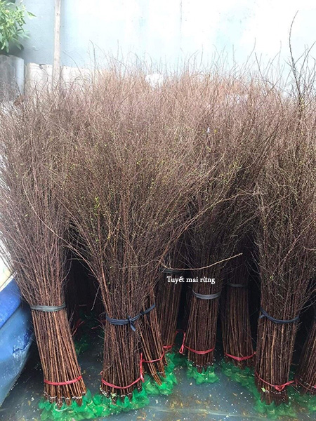 Hoa tuyết mai rừng