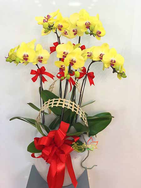 Chậu hoa lan hồ điệp v&agrave;ng