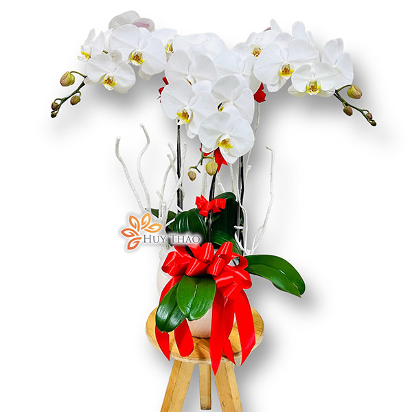 hồ điệp gi&aacute; rẻ