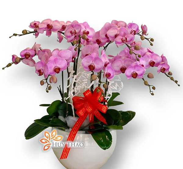 hoa lan hồ điệp