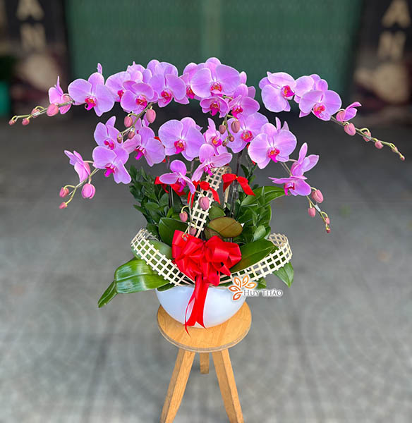 hoa lan hồ điệp hồng