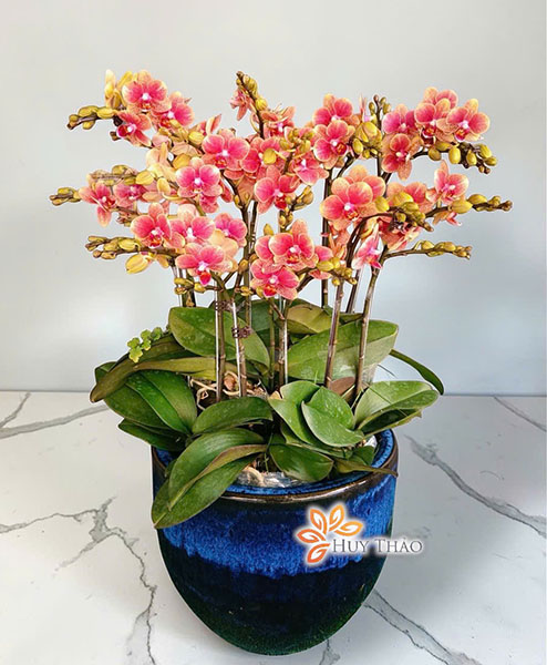 Hoa lan hồ điệp mini