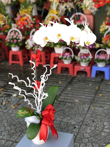 Hoa lan hồ điệp trắng