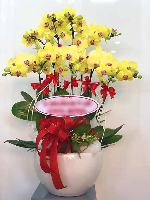 Hoa Lan Hồ Điệp 034