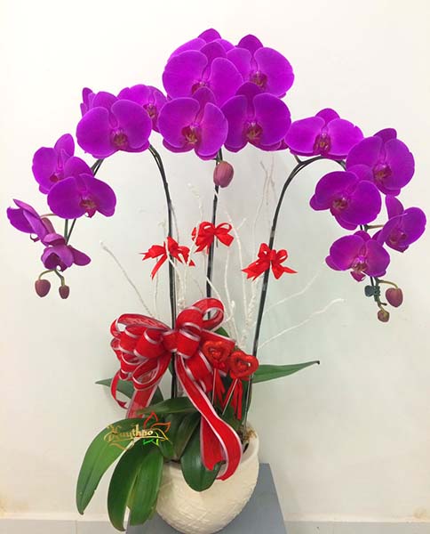 hoa lan hồ điệp t&iacute;m