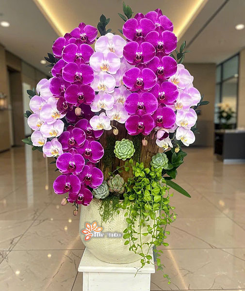 Lan hồ điệp ghép gỗ lũa
