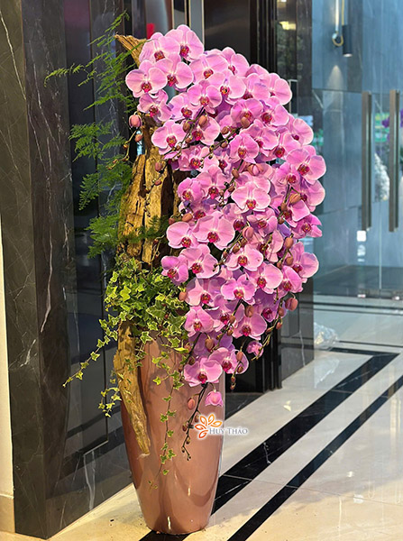 Lan Hồ Điệp Ghép Gỗ Lũa Dáng Bonsai