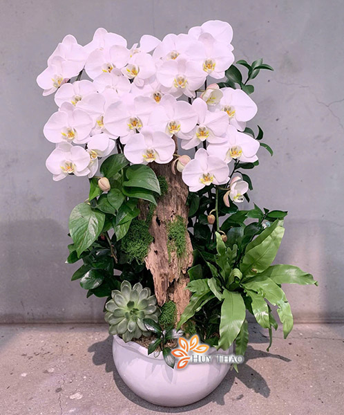 Lan Hồ Điệp Ghép Gỗ Lũa Nghệ Thuật