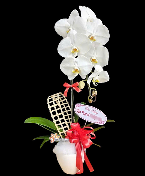 Lan hồ điệp giá rẻ