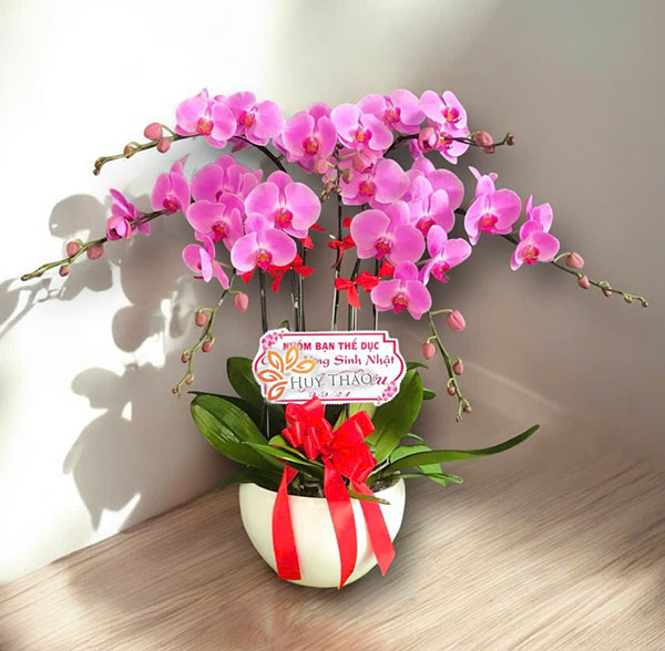 Lan hồ điệp t&iacute;m hồng