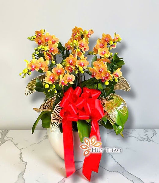 Lan hồ điệp mini để bàn