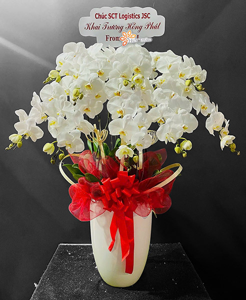 lan hồ điệp trắng