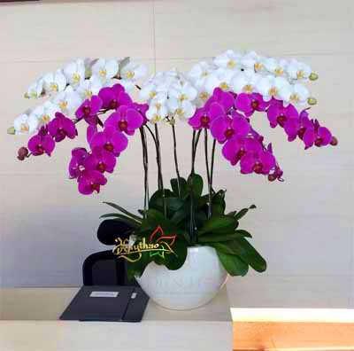 Lan Hồ Điệp Chậu