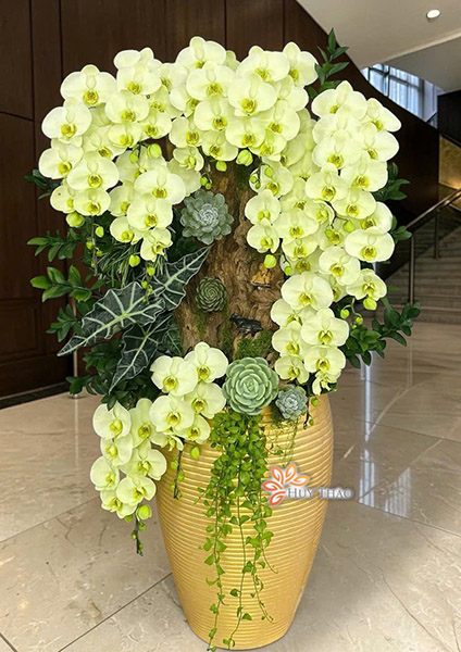 Mẫu Lan Hồ Điệp Đẹp Nhất
