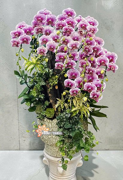 Mẫu lan hồ điệp ghép gỗ lũa đẹp